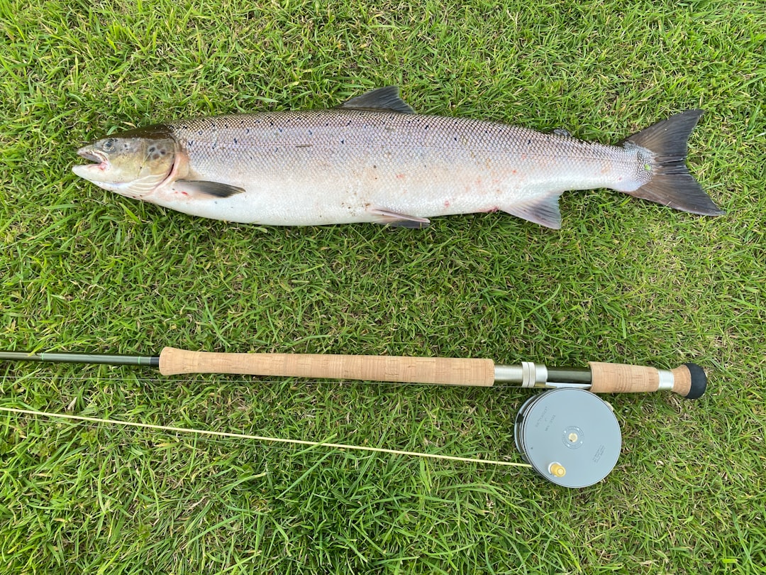 Photo Smoked salmon